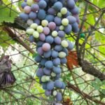 Photo grapes and wine