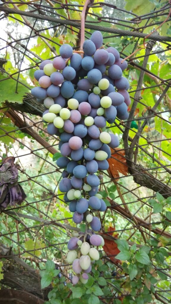 Photo grapes and wine